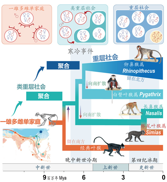 Science封面文章:乐动平台·(中国)官方网站金丝猴研究团队首次系统揭示灵长类社会演化之谜_fororder_寒冷事件促进亚洲叶猴社会聚合(供图 齐晓光 赵兰 武进伟)